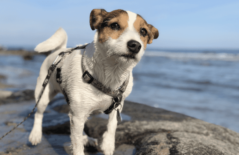 Ausflugstipps mit Hund