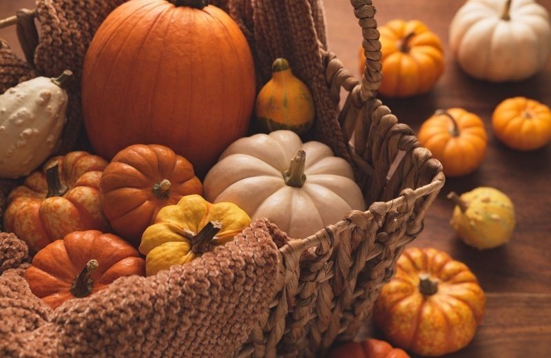 Kürbissaison in Zeeland