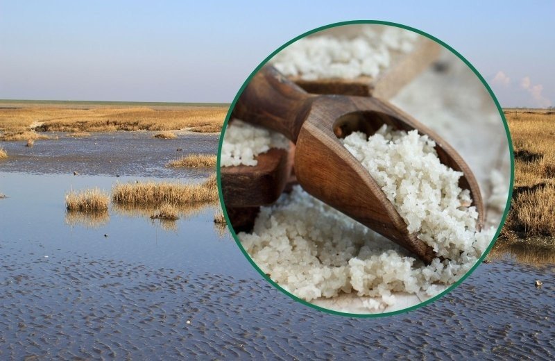 Das Salzwerk in Zeeland besuchen